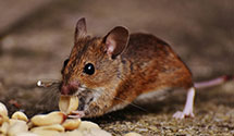 24 Hour & Emergency Exterminators in Bellwood, PA